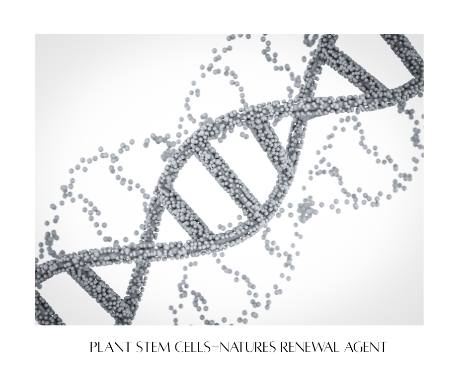 Can Plant Stem Cells Really Reverse Visible Signs of Aging?